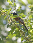 Orchard Oriole 8109
